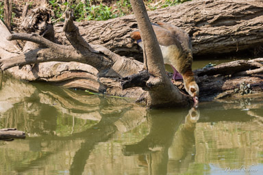 Ouette d'Égypte - Egyptian Goose  