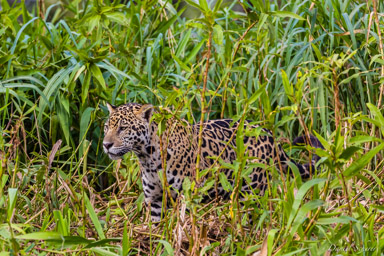 Jaguar N°3  