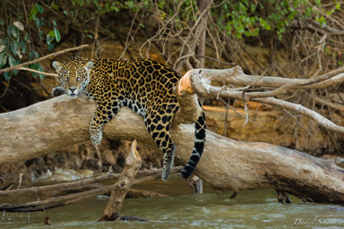   Jaguar - Panthera onca