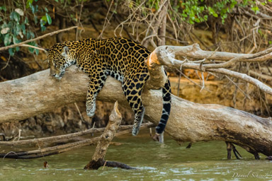   Jaguar - Panthera onca