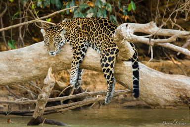 Jaguar N°5  Jaguar - Panthera onca