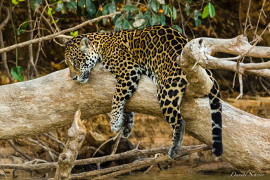   Jaguar - Panthera onca
