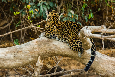   Jaguar - Panthera onca