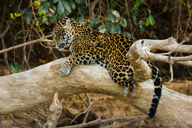   Jaguar - Panthera onca
