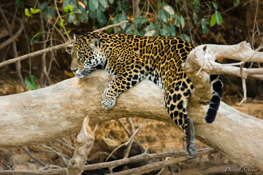   Jaguar - Panthera onca