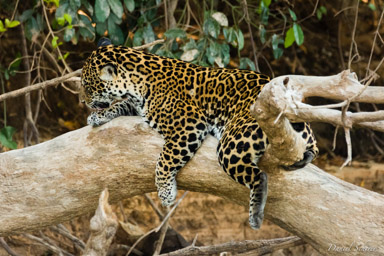   Jaguar - Panthera onca