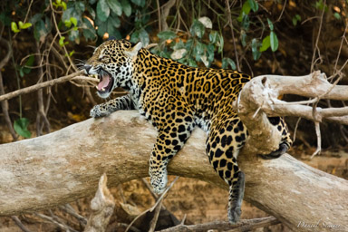   Jaguar - Panthera onca