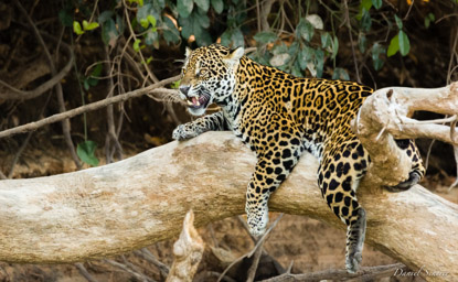   Jaguar - Panthera onca