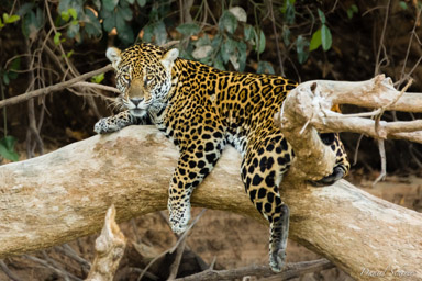   Jaguar - Panthera onca
