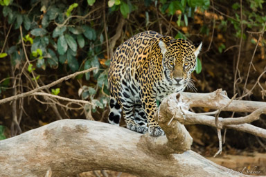   Jaguar - Panthera onca