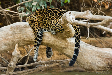   Jaguar - Panthera onca