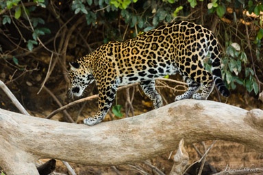   Jaguar - Panthera onca