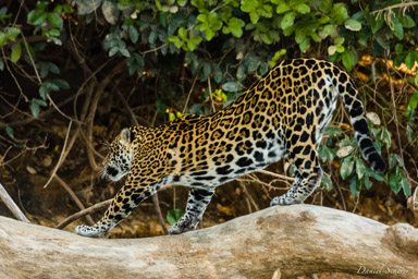  Jaguar - Panthera onca