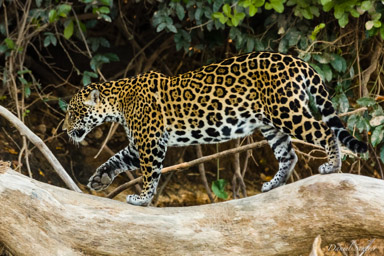   Jaguar - Panthera onca