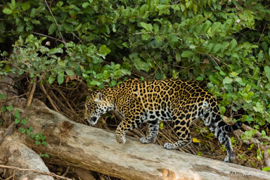   Jaguar - Panthera onca