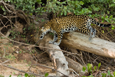   Jaguar - Panthera onca