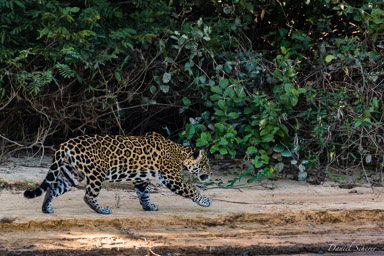   Jaguar - Panthera onca