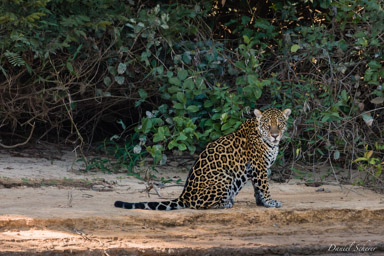   Jaguar - Panthera onca