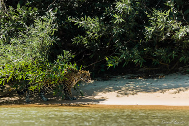   Jaguar - Panthera onca