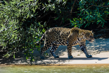   Jaguar - Panthera onca