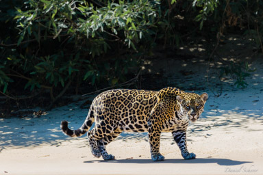   Jaguar - Panthera onca