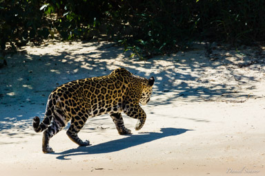   Jaguar - Panthera onca