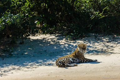   Jaguar - Panthera onca
