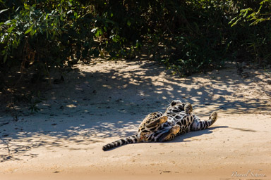   Jaguar - Panthera onca