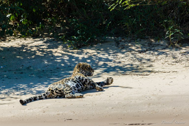   Jaguar - Panthera onca
