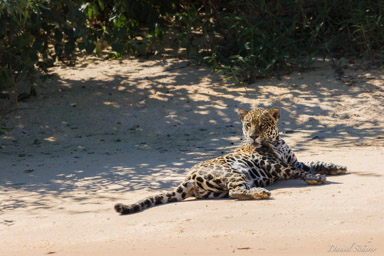   Jaguar - Panthera onca