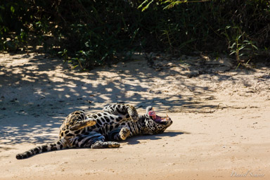   Jaguar - Panthera onca