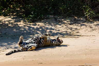  Jaguar - Panthera onca