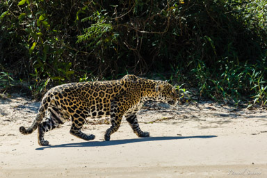   Jaguar - Panthera onca