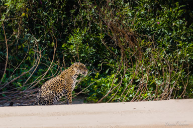   Jaguar - Panthera onca