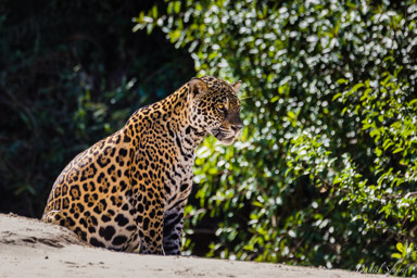   Jaguar - Panthera onca
