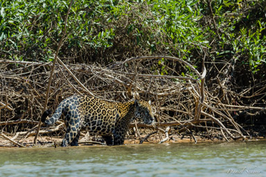   Jaguar - Panthera onca