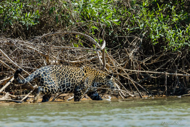   Jaguar - Panthera onca