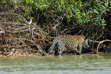   Jaguar - Panthera onca