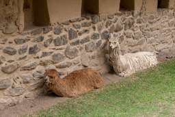 OLLANTAYTAMBO.    