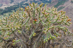 PISAC.    