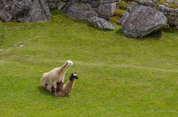 MACHU PICHU.    Lamas