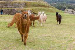 CUSCO.    Alpagas