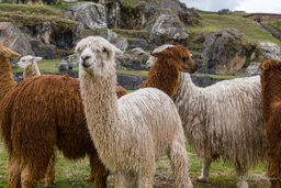 CUSCO.    Alpagas