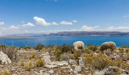 LAC TITICACA.    