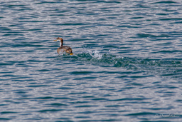LAC TITICACA.    