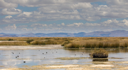 LAC TITICACA.    