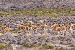 ALTIPLANO.    Vigognes