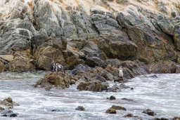 PUNTA DE COLES .    Pingouins de Humboldt