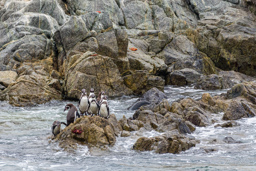 PUNTA DE COLES.    Pingouins de Humboldt