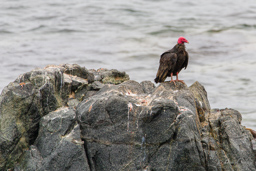 PUNTA DE COLES.    Urubu à tête rouge